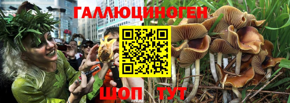 Псилоцибиновые грибы Psilocybe Южно-Сахалинск